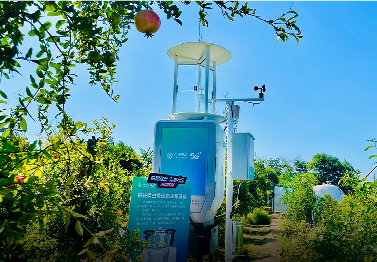 中国移动5G+智慧果园：种石榴有了“新科技”