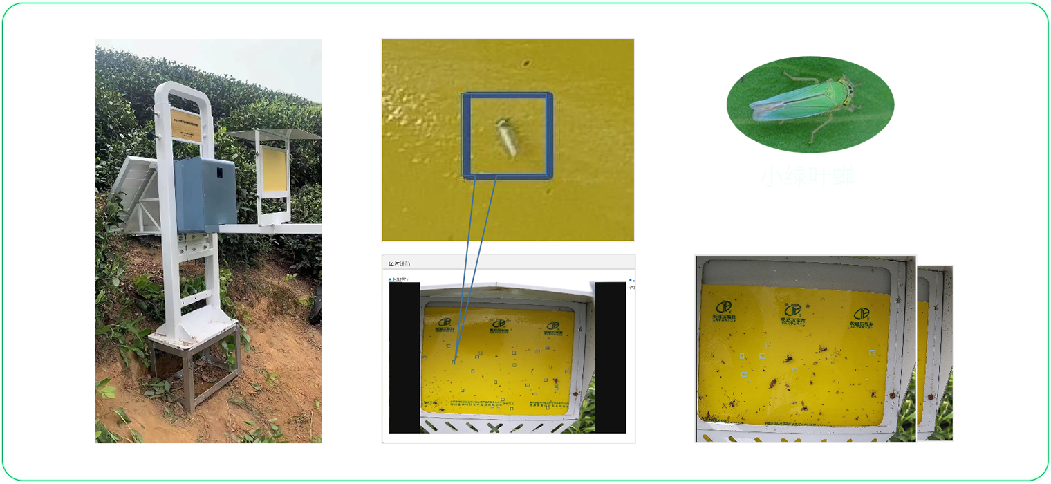 色板诱杀 高清拍照 AI识别