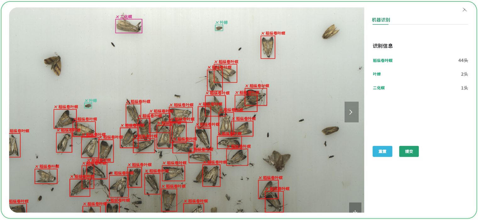 对水稻危害大的害虫  统统拿下  