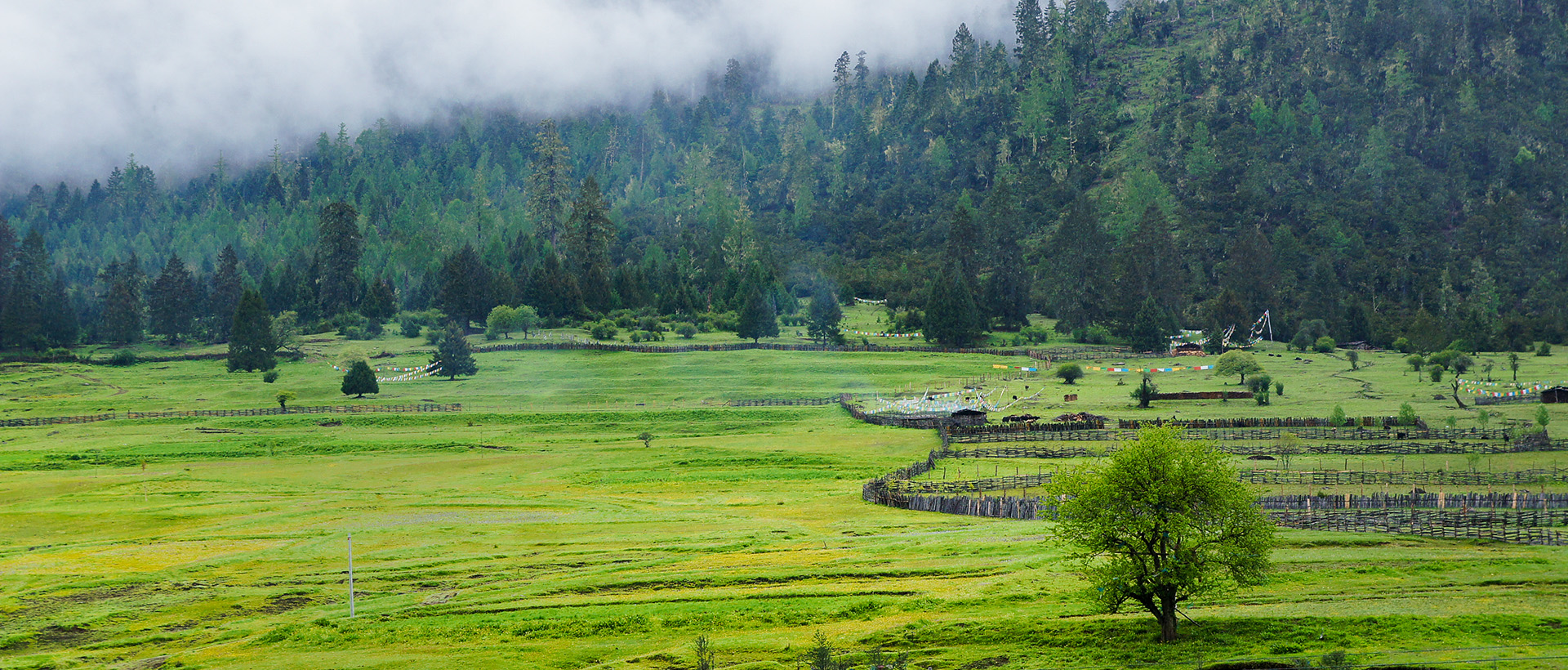 重大林草有害生物监测