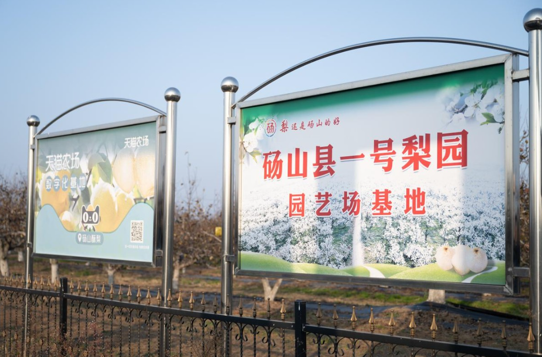 阿里云砀山梨园当2500年老树遇见“数字哨兵”