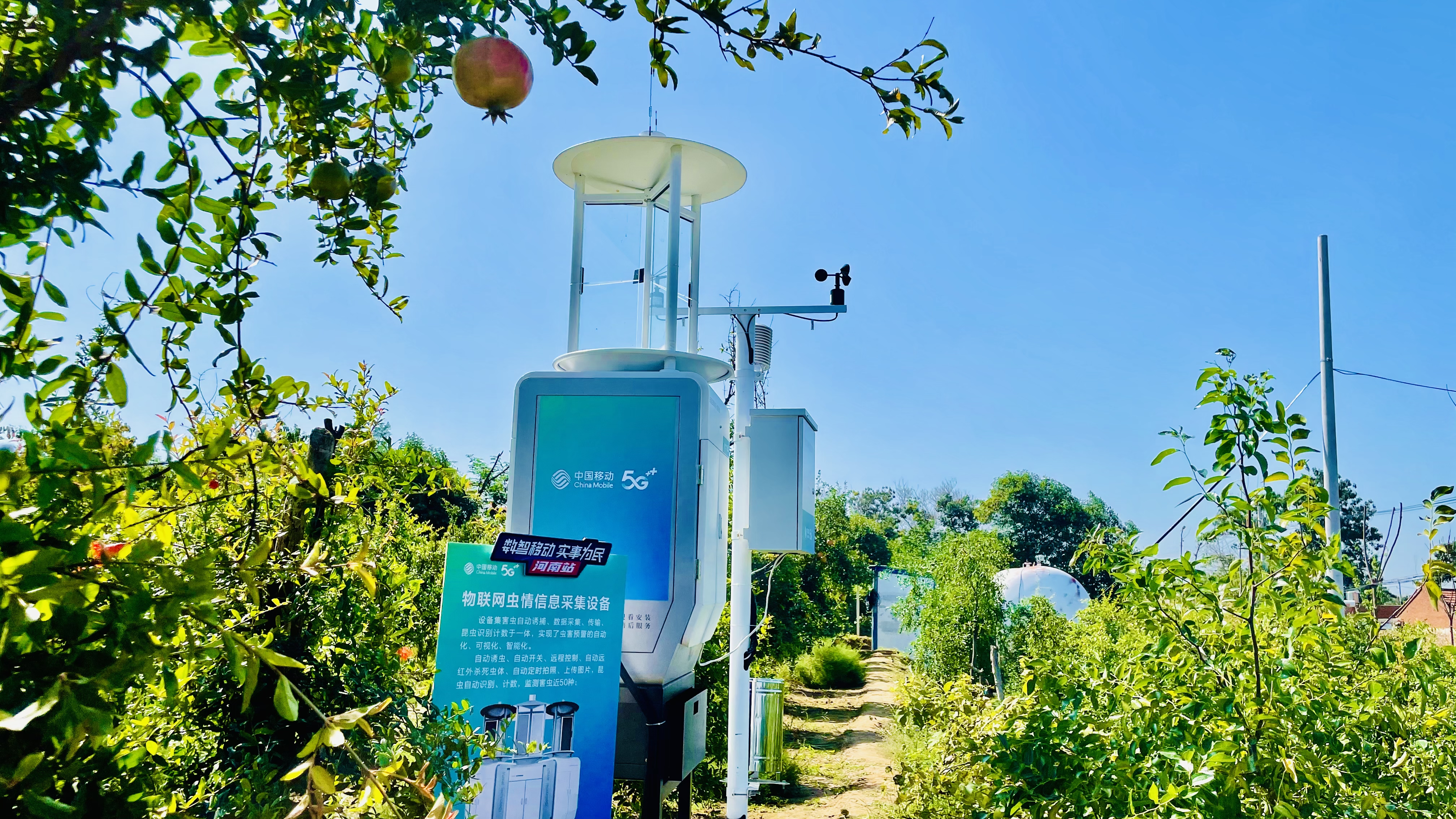 中国移动5G+智慧果园种石榴有了“新科技”